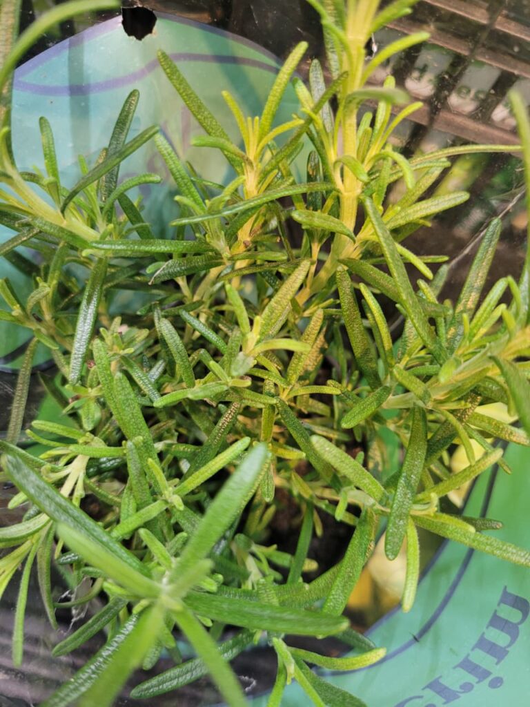 Benefícios Chá de Alecrim alecrim nos cabelos