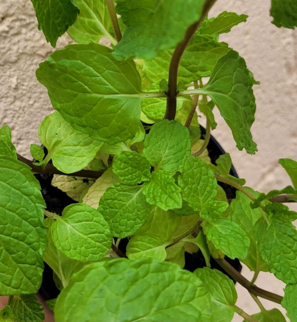 Hortelã e seus benefícios para saúde hortelã e seus beneficios