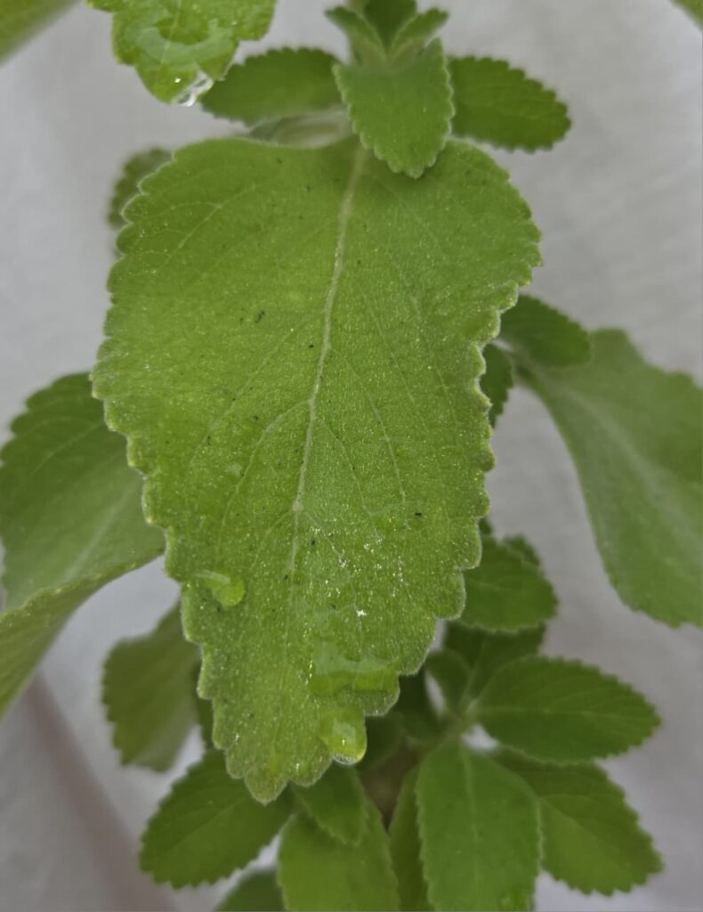 Chá de boldo para os cabelos chá de boldo para queda
