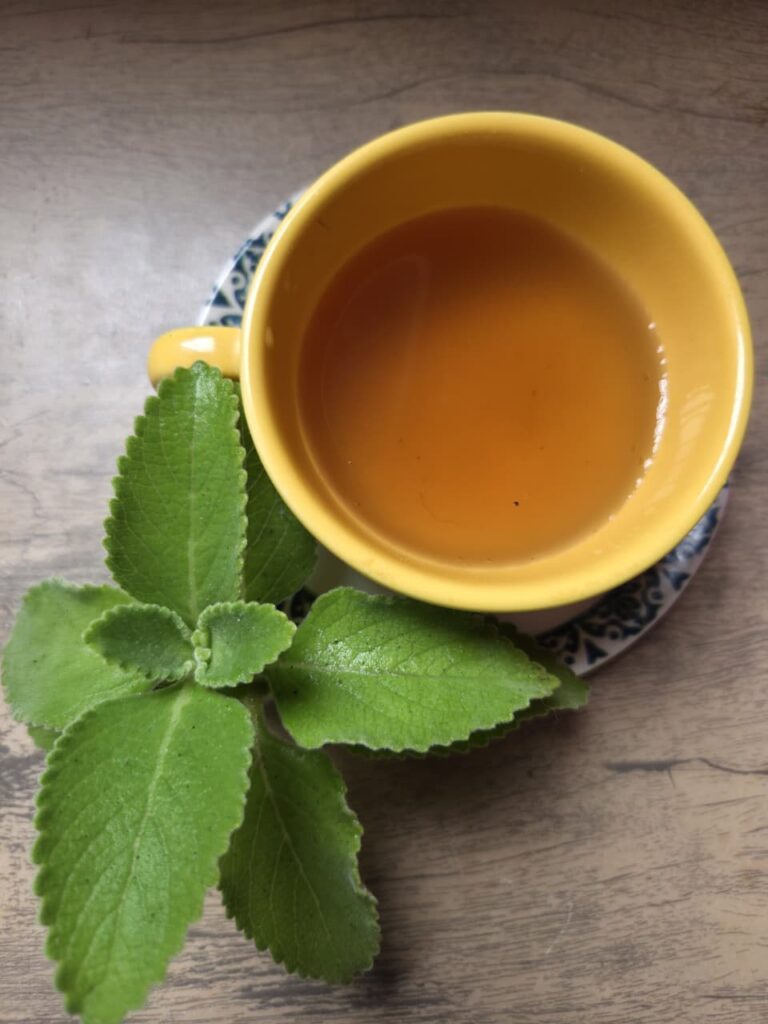 Chá de boldo para os cabelos chá de boldo