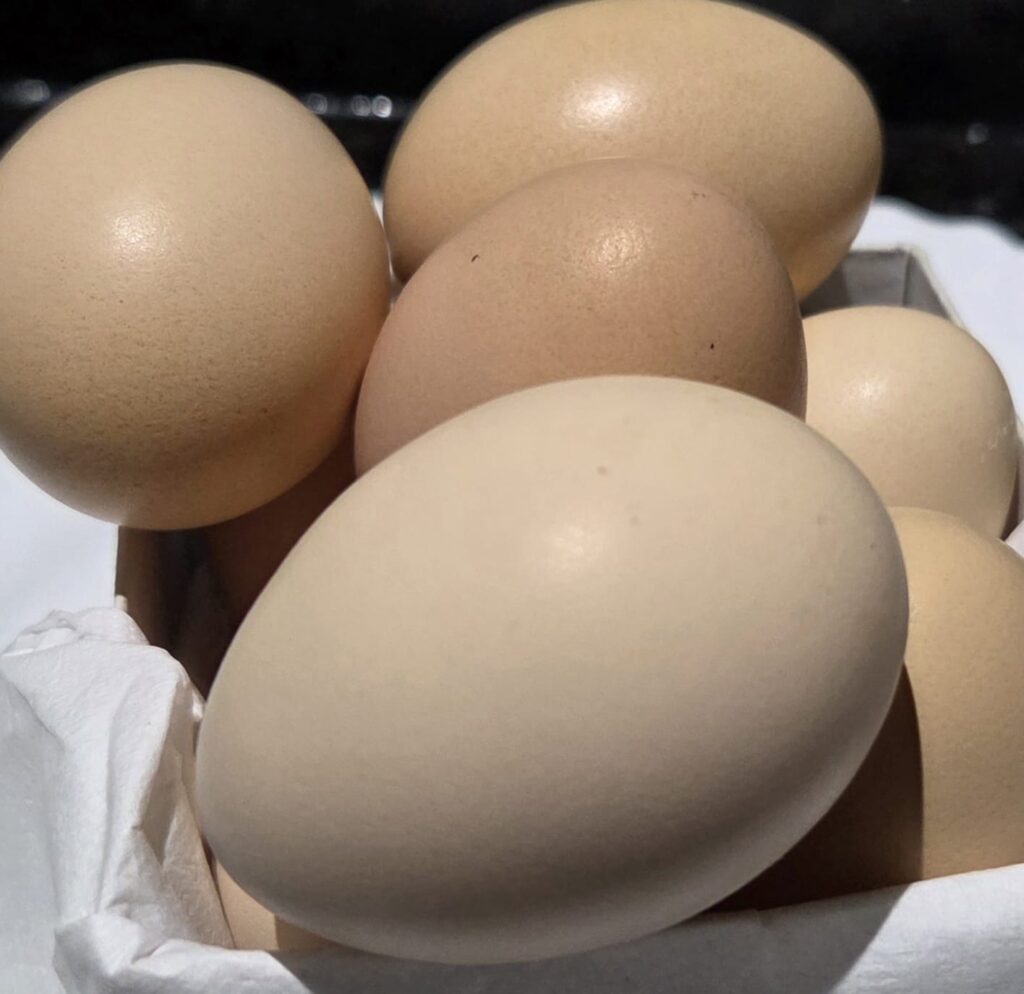 Coma ovo todo dia e veja o que acontece o que acontece se comer ovo todo dia