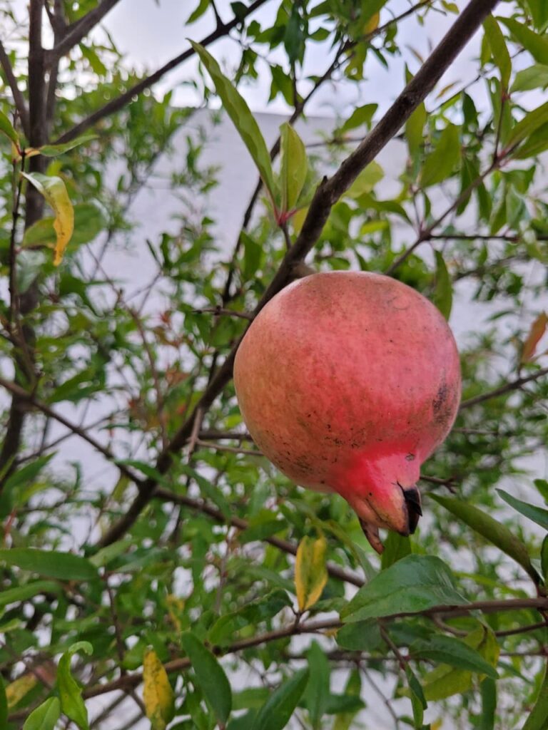 Benefícios do extrato de romã romã para saude uma aliada